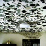 Mold Removal Vero Beach