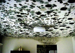 Mold Removal - Star Quality Duct Cleaning